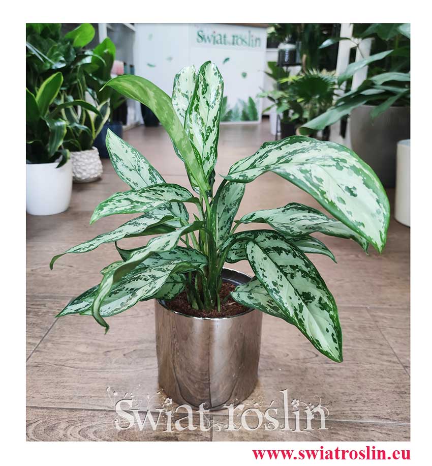 Aglaonema Silver Queen Compacta, Aglonema Silver Queen Zwarta sklep kraków, sklep z roślinami online internetowy