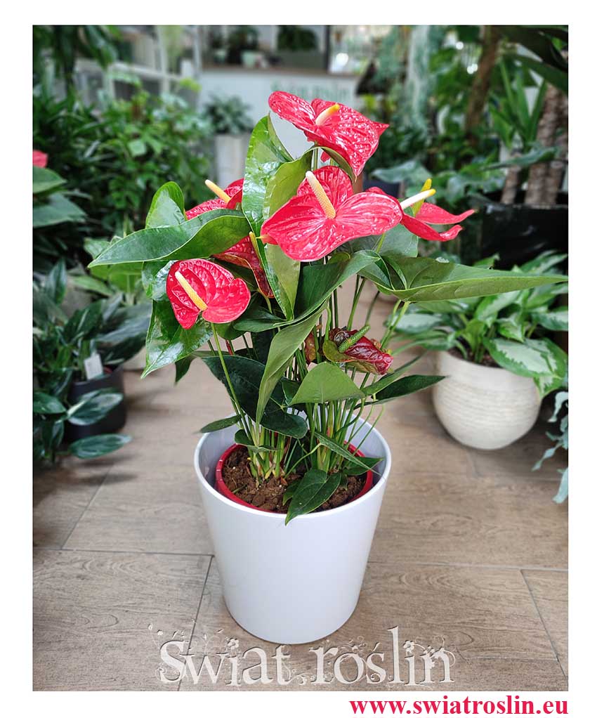 Anturium Dakota, Anthurium Dakota modne rośliny doniczkowe sklep online, Kitnia