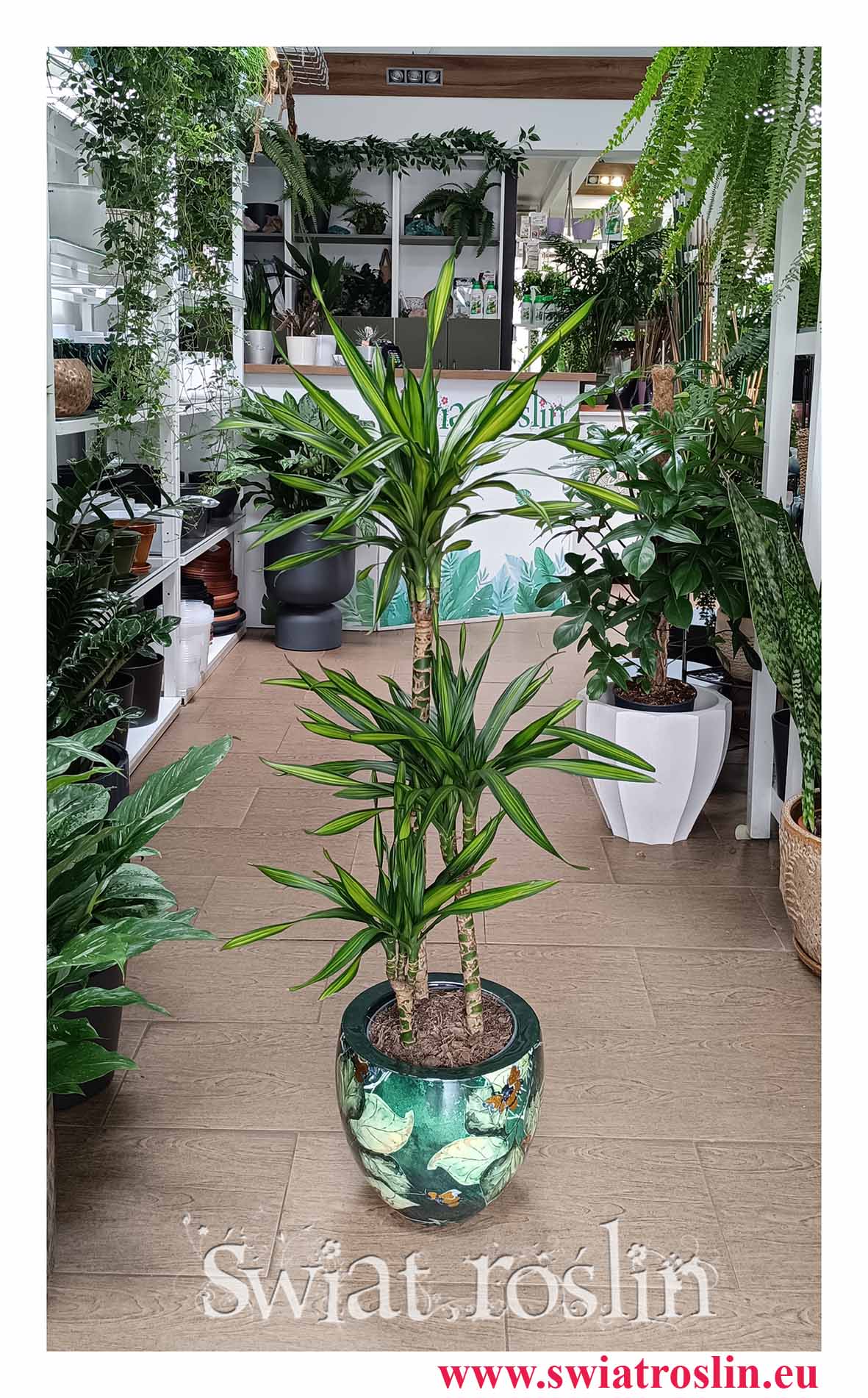 Dracena Fragrans Riki, Dracaena wonna Riki, Dracaena Fragrans Riki, Dracena Wonna Riki modna roślina do biura do firmy z wysyłką z sklepu Świat Roślin