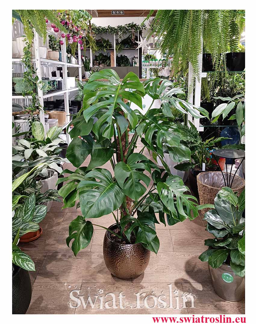 Duża Monstera na paliku, Wielka Monstera Deliciosa na paliku do kupienia w sklepie w Krakowie lub internetowo online z dostawą do klienta