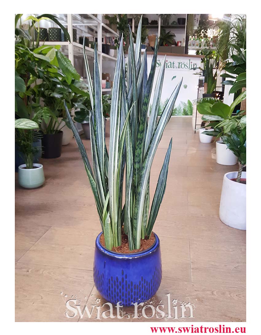 Duża Sansewieria Bantel,  Wielka Sansevieria Bantel, Wielka Sansewiera Bantel, Duża Sanseviera Bantel.