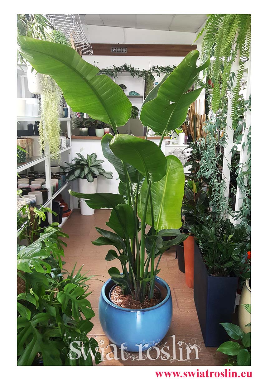 Duża strelica biała, wielka Strelitzia biała, duża strelicja nicolai, duża strelicja nicolai, sklep z dużymi roślinami w Krakowie