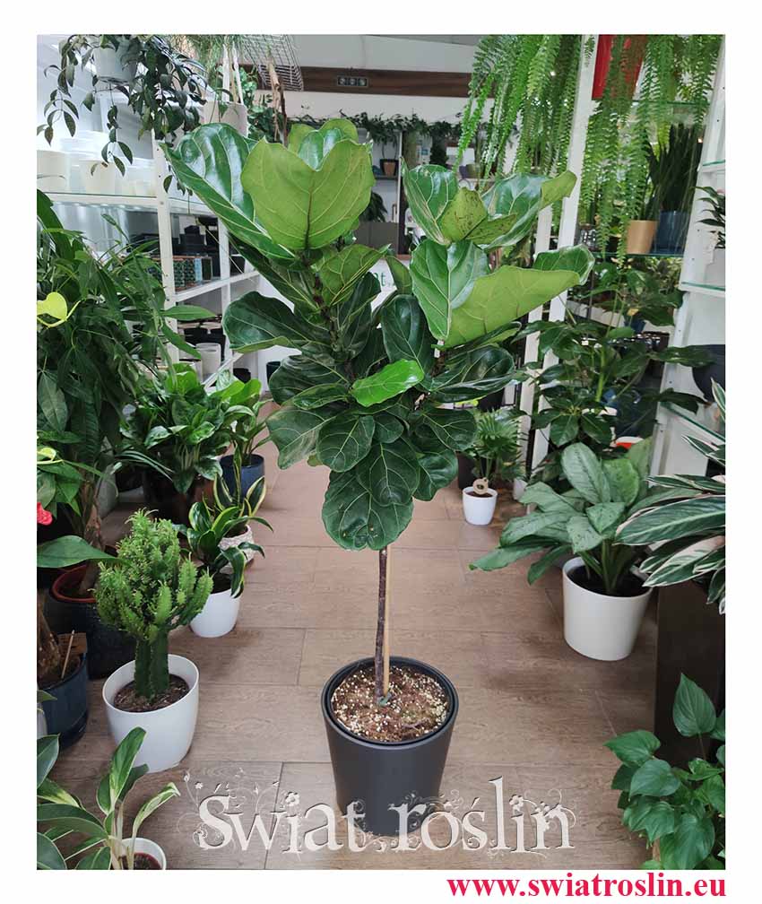Duży Ficus Lyrata drzewko, Wielki Fikus Dębolistny Drzewko sklep online wysyłka roślin, Duży Figowiec Lirolistny Drzewko,