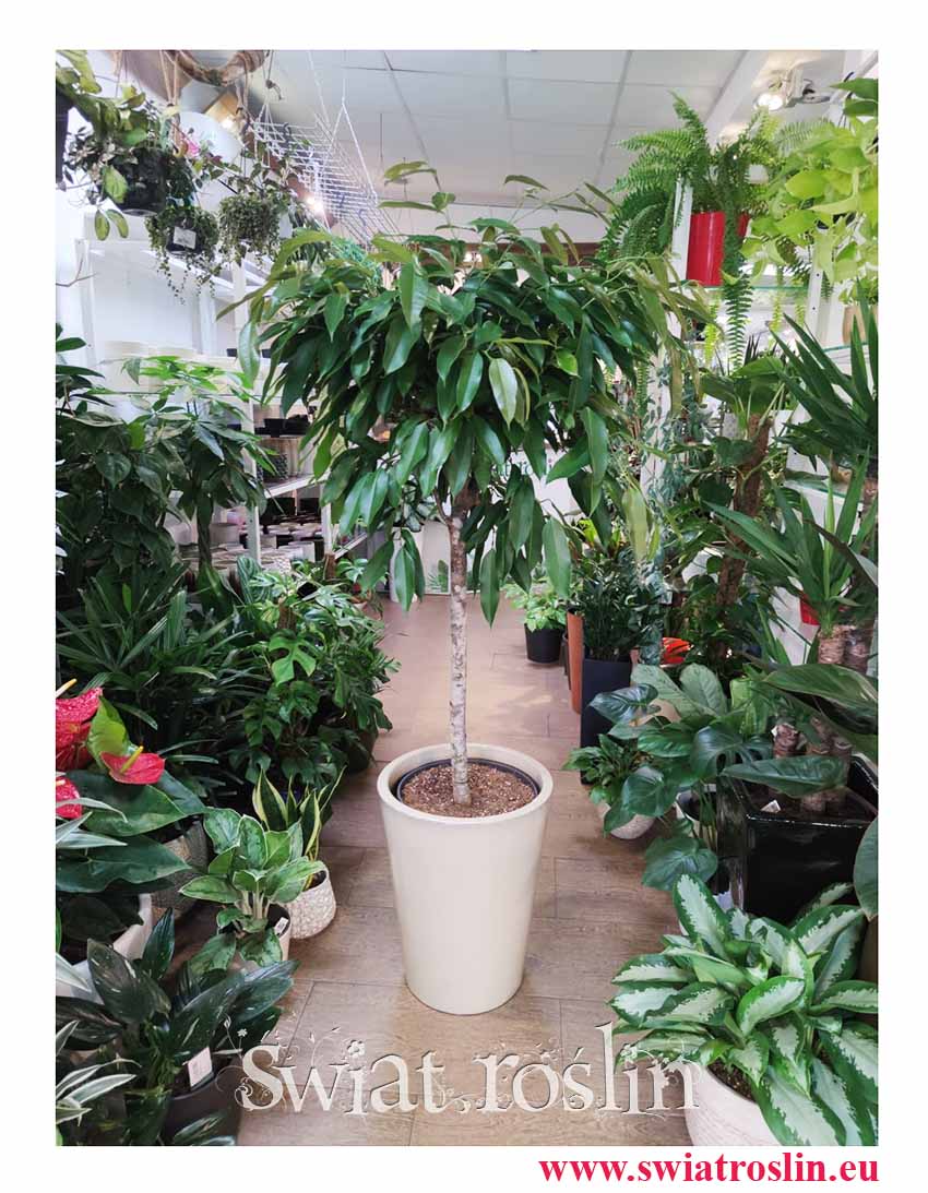Duży Fikus Amstel King Drzewko, Wielki Ficus Amstel King drzewko, Duży Figowiec Amstel King drzewko, sklep z ekskluzywnymi roslinami online Kraków