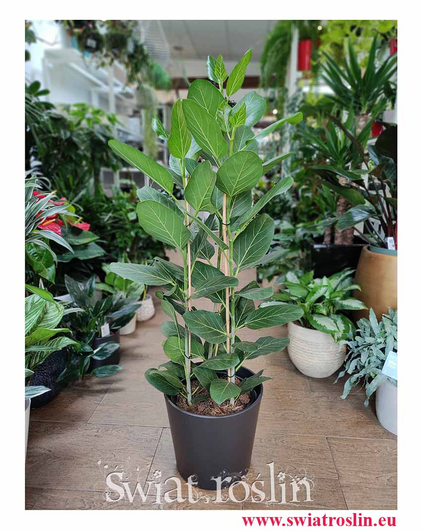 Duży Fikus Bengalski Audrey, Wielki Ficus Benghalensis Audrey, Duży Figowiec Bengalski Audrey, modne duże rośliny sklep