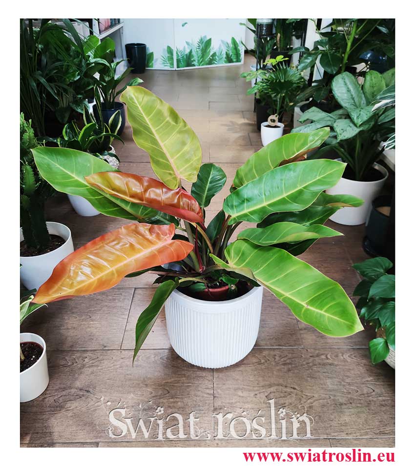 Duży Filodendron Prince of Orange, Wielki Philodendron Prince of Orange modne, Sklep internetowy online wysyłka
