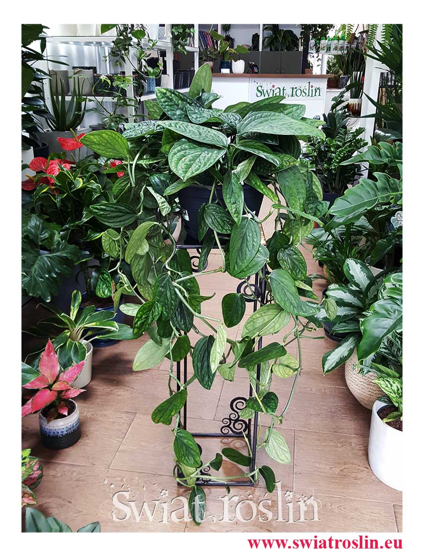 Duży Scindapsus Marble Planet, Wielkie Epipremnum Pinnatum Marble Planet, Wielka Monstera Karstenianum, modne rośliny z insta sklep online