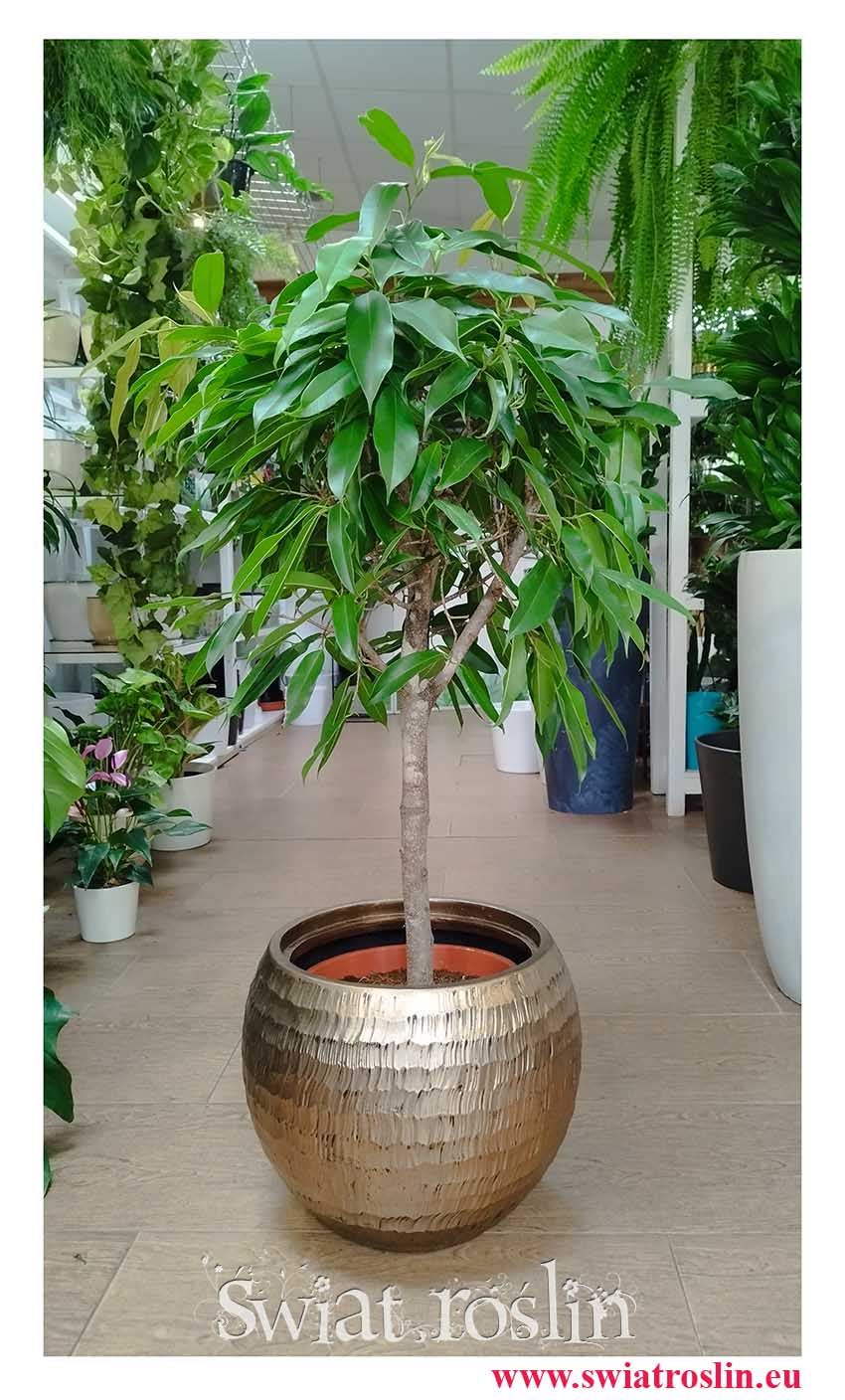 Fikus Amstel King Drzewko, Ficus Amstel King drzewko, Figowiec Amstel King drzewko duże Kup w sklepie