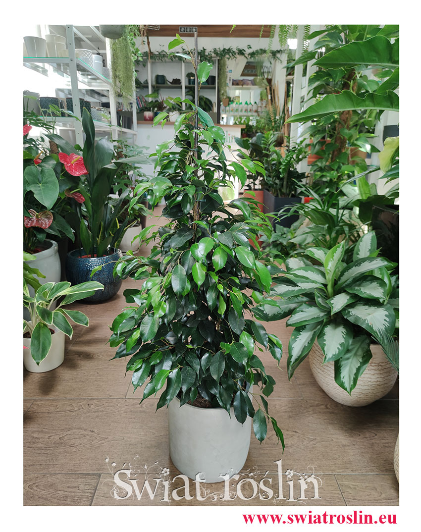 Fikus Benjamina Danielle, Ficus Benjamina Danielle, rośliny doniczkowe sklep online Kraków wysyłka