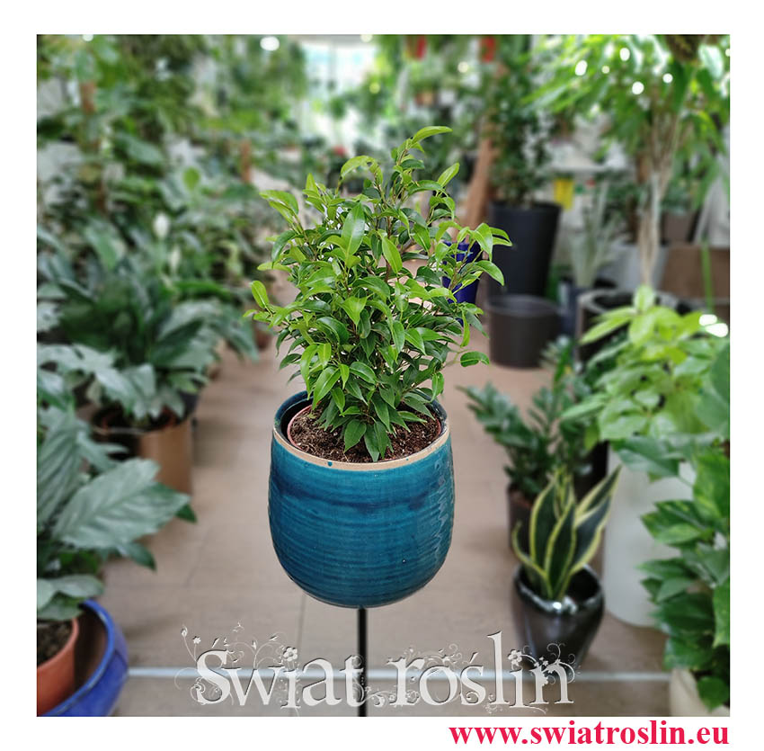Fikus Benjamina Natasja, Ficus Benjamina Natasja, sklep z roślinami doniczkowymi w Krakowie