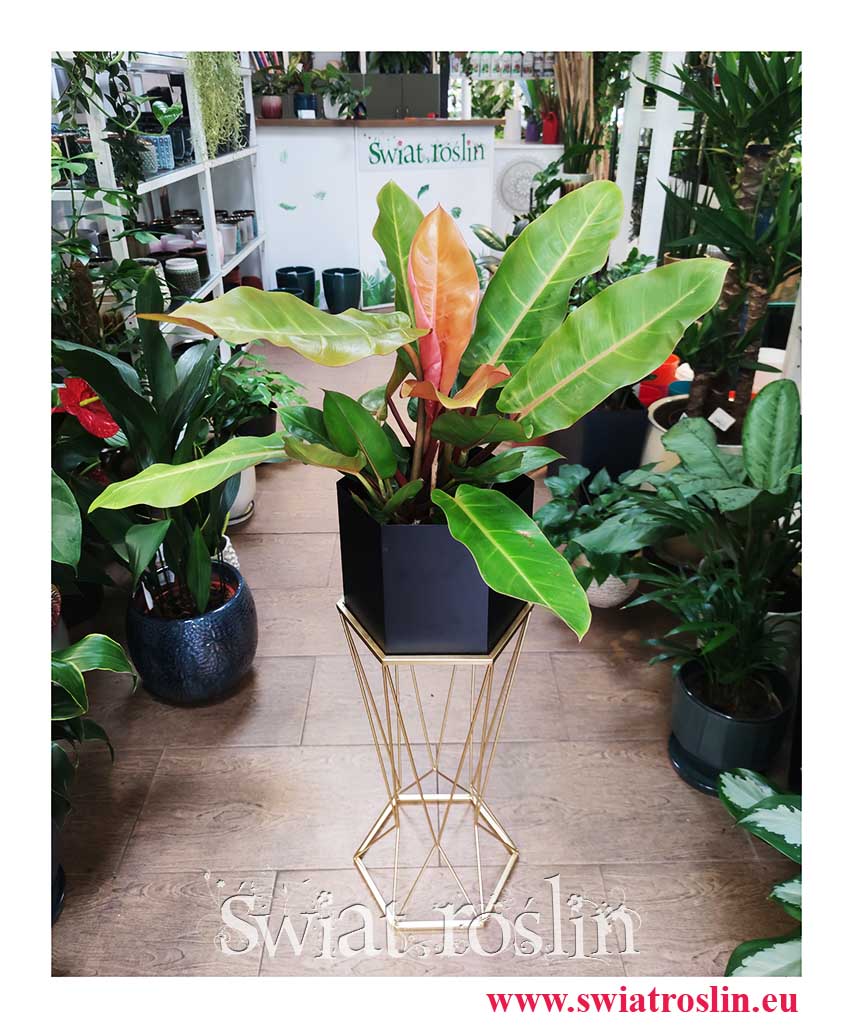 Filodendron Prince of Orange, Philodendron Prince of Orange modne, popularne, szałowe rośliny sklep online