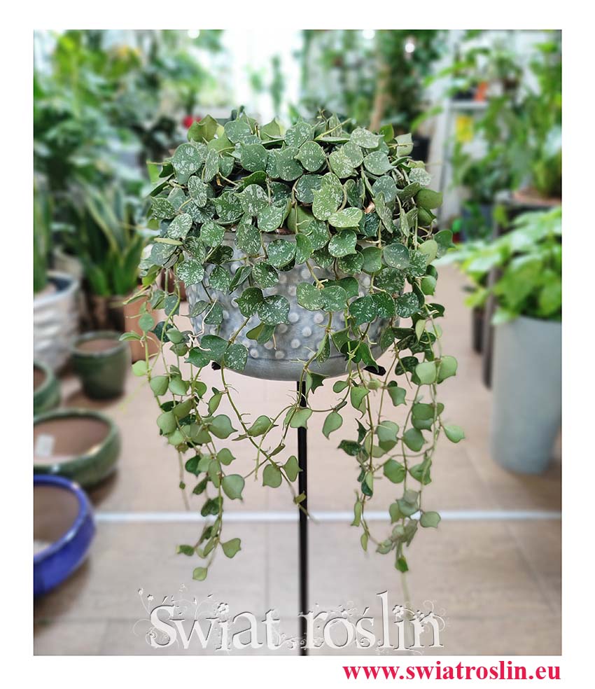 Hoya Curtisii, Hoja Curtissi, Woskownica Curtisii, modne rośliny doniczkowe z insta sklep online internetowy