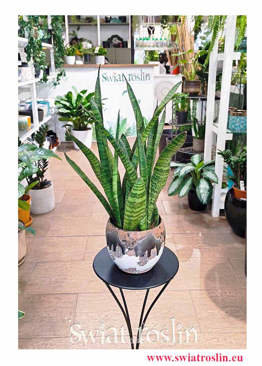 Kup Sansevieria Zeylanica Narrow, Sansewieria Zeylanica Narrow z wysyłką do domu