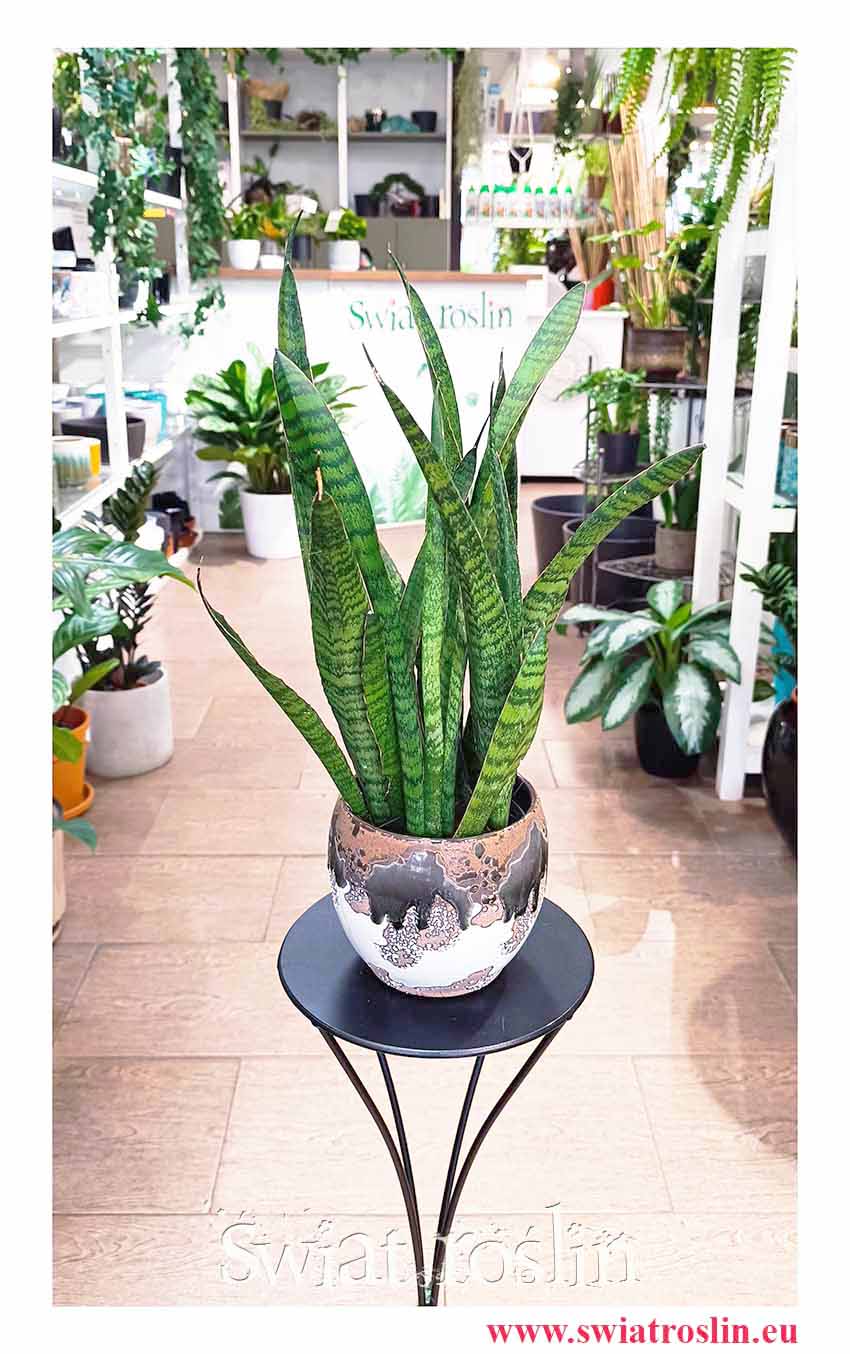 Kup odporną Sansevieria Zeylanica Narrow w sklepie internetowym online, Sansewieria Zeylanica Narrow
