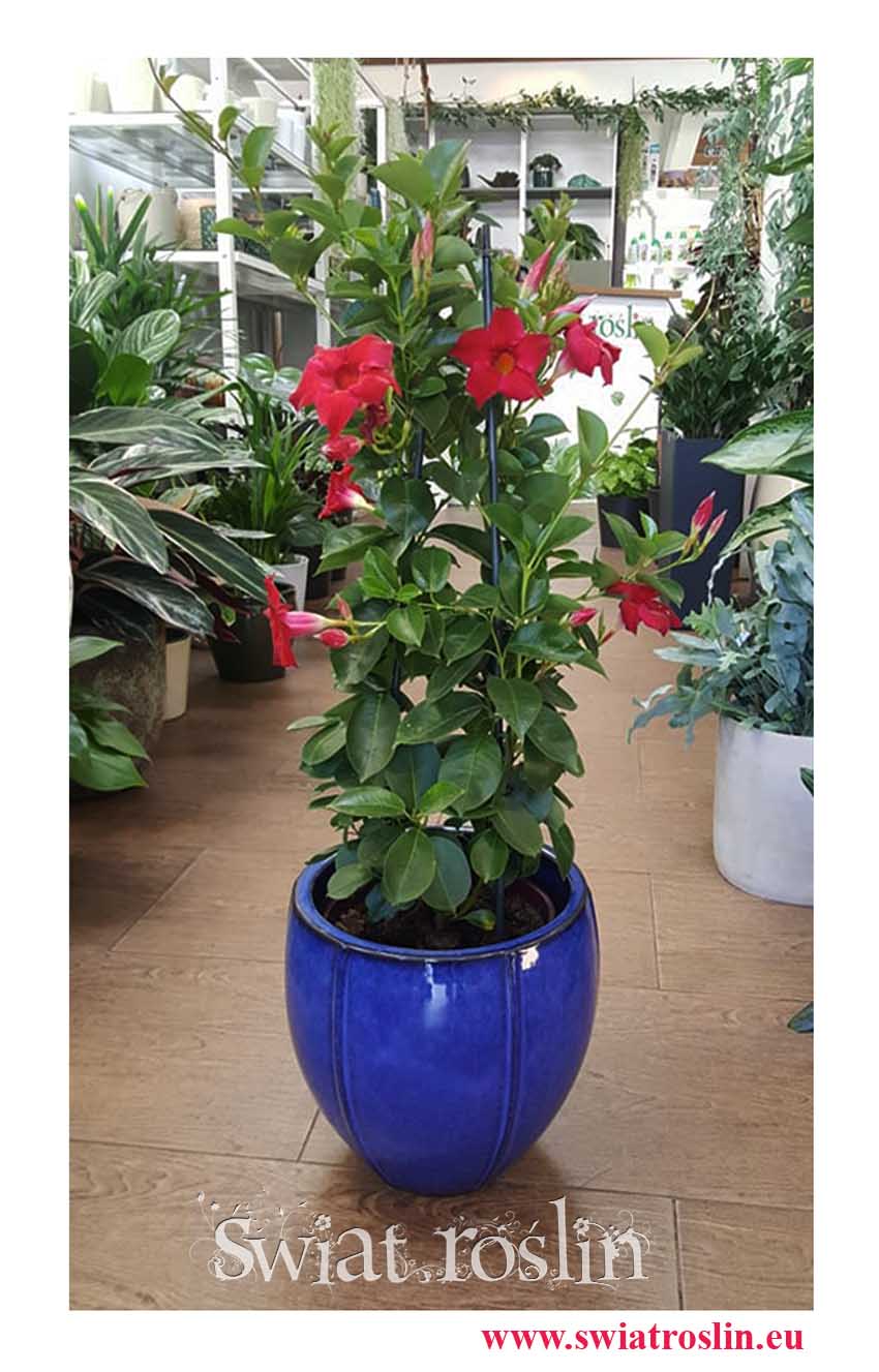 Mandevilla czerwona, Sundevilla czerwona, Dipladenia czerwona, sklep z roslinami online internetowy