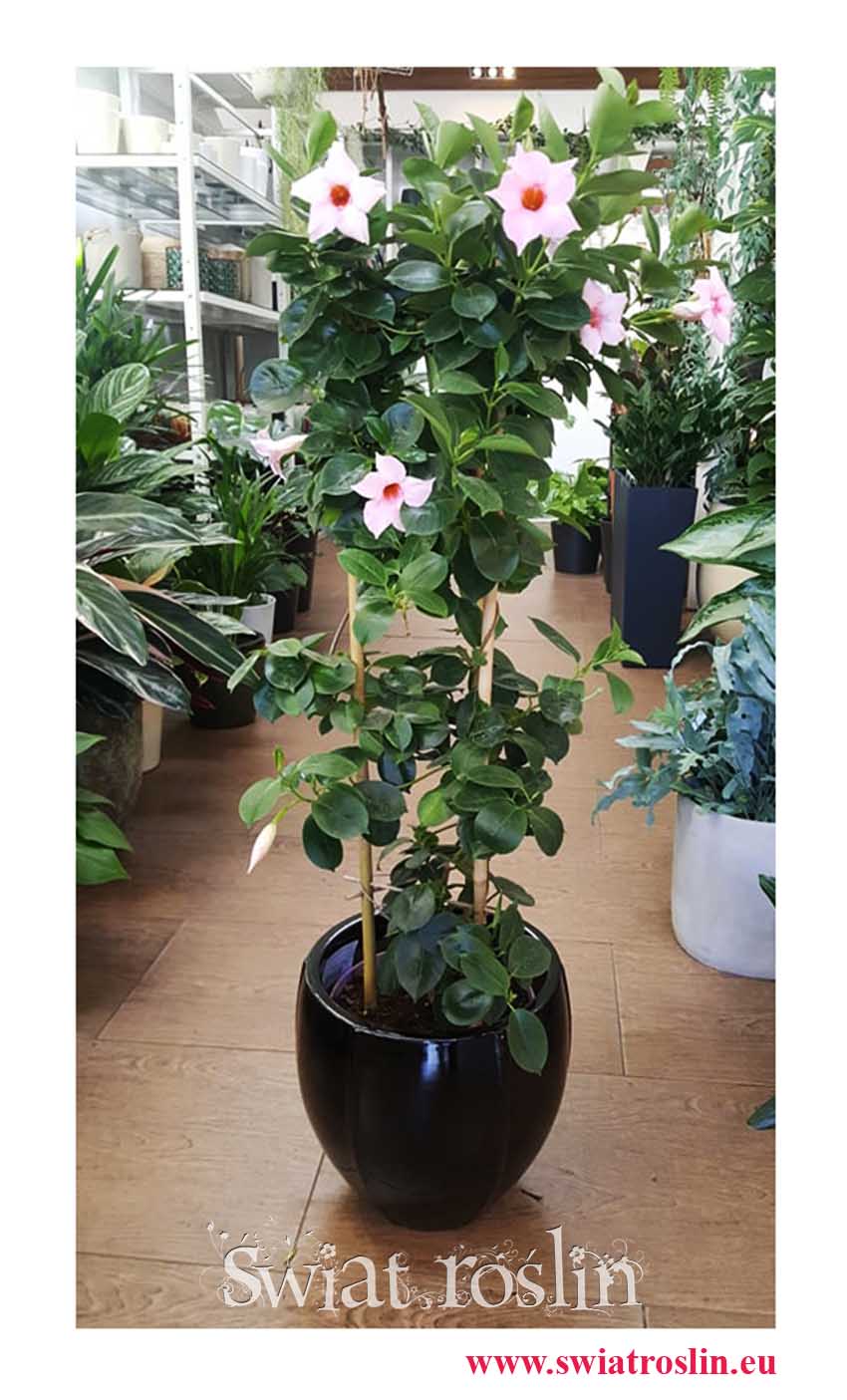 Mandevilla różowa, Sundevilla różowa, Dipladenia różowa, sklep online z roślinami doniczkowymi