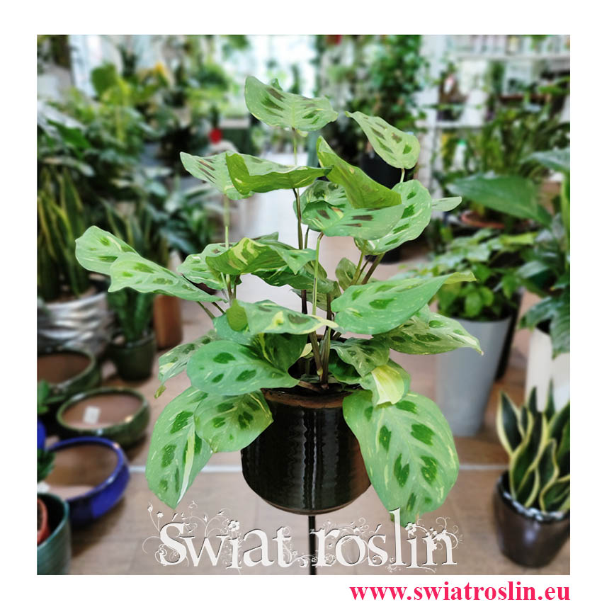 Maranta Kerchoveana Variegata, modne rośliny doniczkowe, popularne rośliny z insta
