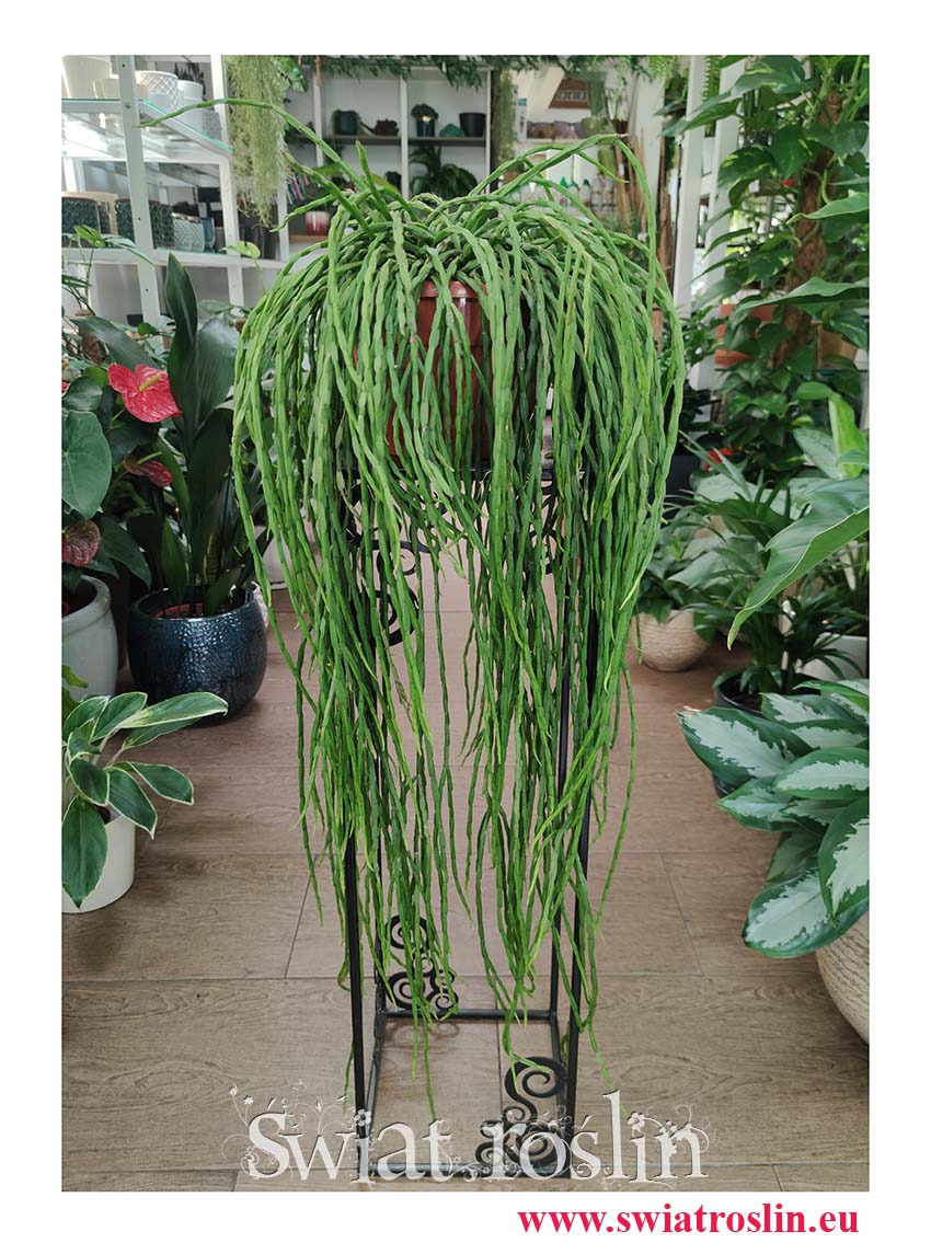 Rhipsalis Paradoxa, Rypsalis Paradoxa, Kaktus Paradoxa, Patyczak, duże rośliny do bira do firmy sklep online interentowy