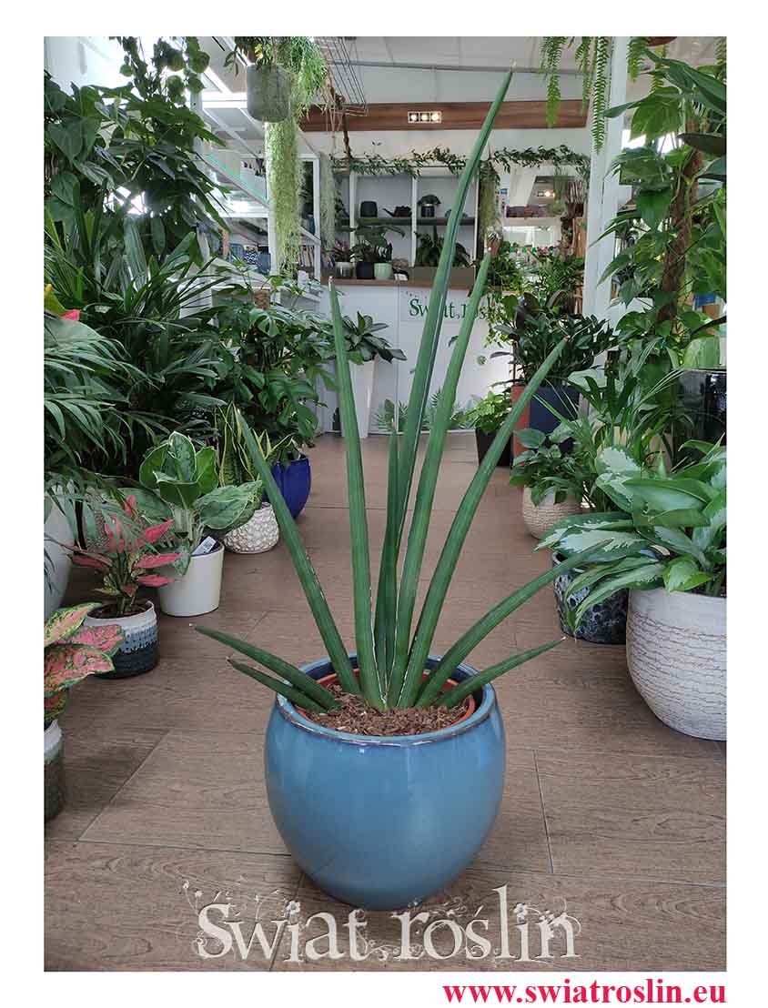 Sansevieria Cylindrica Handshake, Sansewieria Cylindrica Handshake, modne rośliny doniczkowe online sklep wysyłka