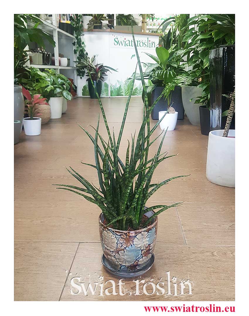 Sansevieria Fernwood Punk popularny sklep z roslinami w KRakowie, Sansewieria Kirkii Fernwood Punk