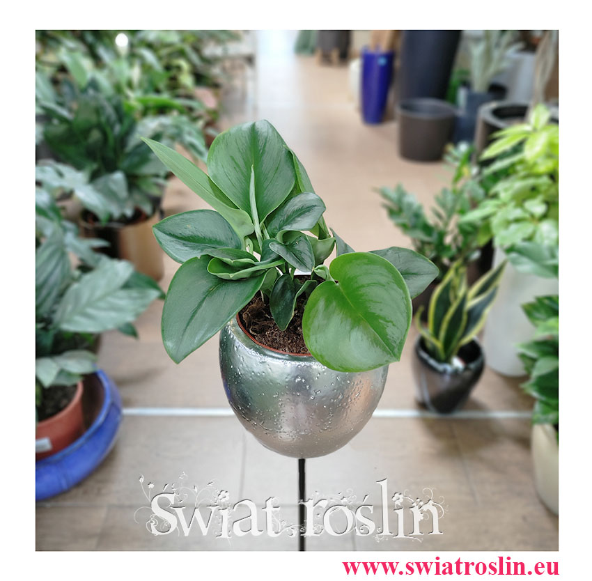 Scindapsus Treubii Moonlight, Epipremnum Treubii Moonlight, sklep z roslinami