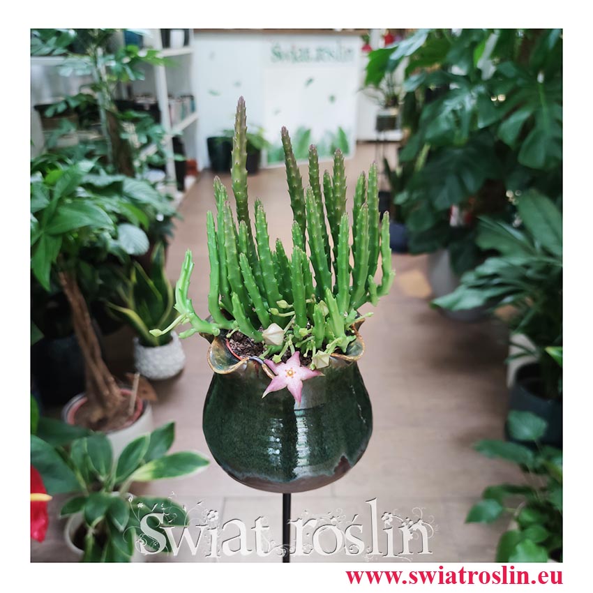 Stapelia Divaricata sklep, Gwiazda Szeryfa, Zamszyca modne rośliny z insta sklep online Brudnota,