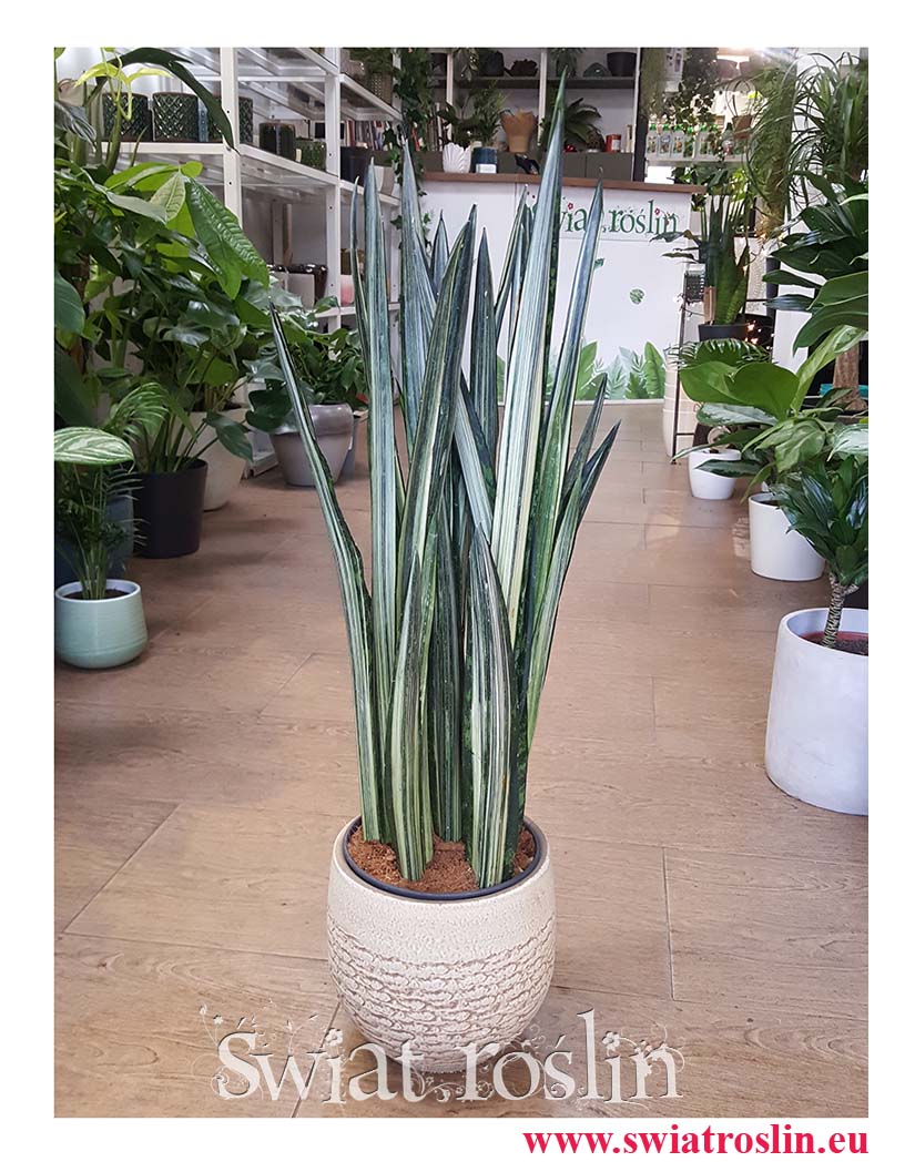 Wielka Sansevieria Bantel, Duża Sansewieria Bantel, Wielka Sansewiera Bantel, Duża Sanseviera Bantel, Wężownica. Sklep z roślinami doniczkowymi online