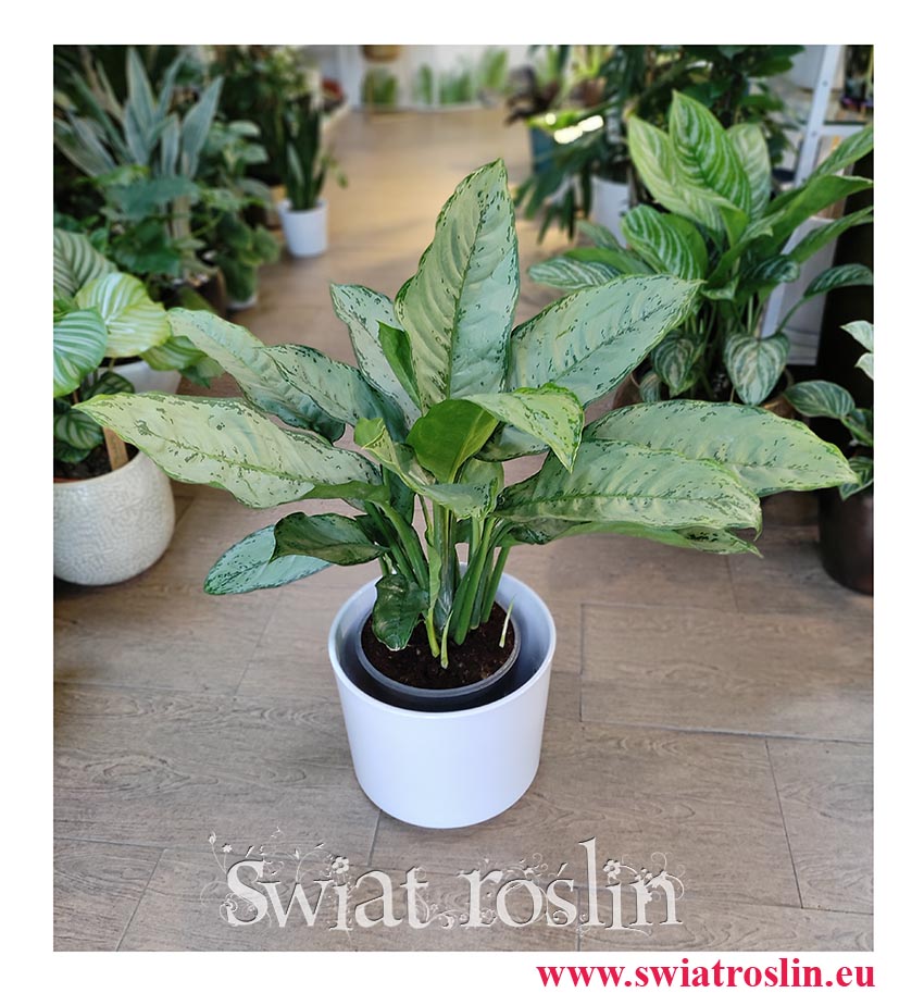 Aglaonema Freedman, Aglonema Freedman, sklep z roślinami w Krakowie