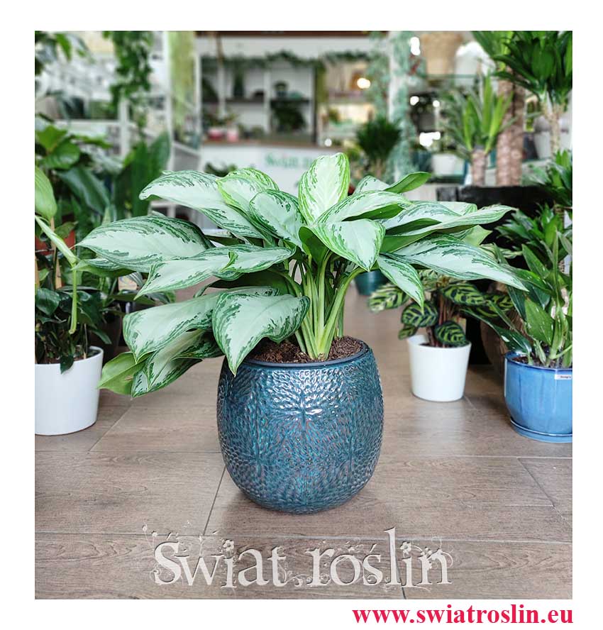 Aglonema Silver Bay, Aglaonema Silver Bay, duże rośliny doniczkowe sklep online, sklep duże kwiaty doniczkowe Kraków