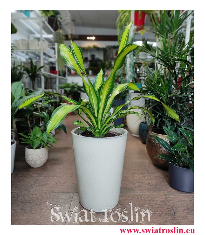 Dracaena Fragrans Charley, Dracena Wonna Charley, suża dracena sklep online, sklep Kraków