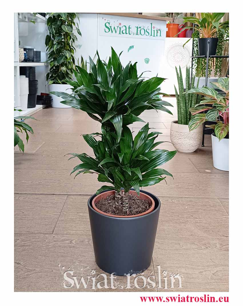Dracena Compacta do kupienia sklepie internetowym online z roslinami z dostawą, Dracena Deremeńska