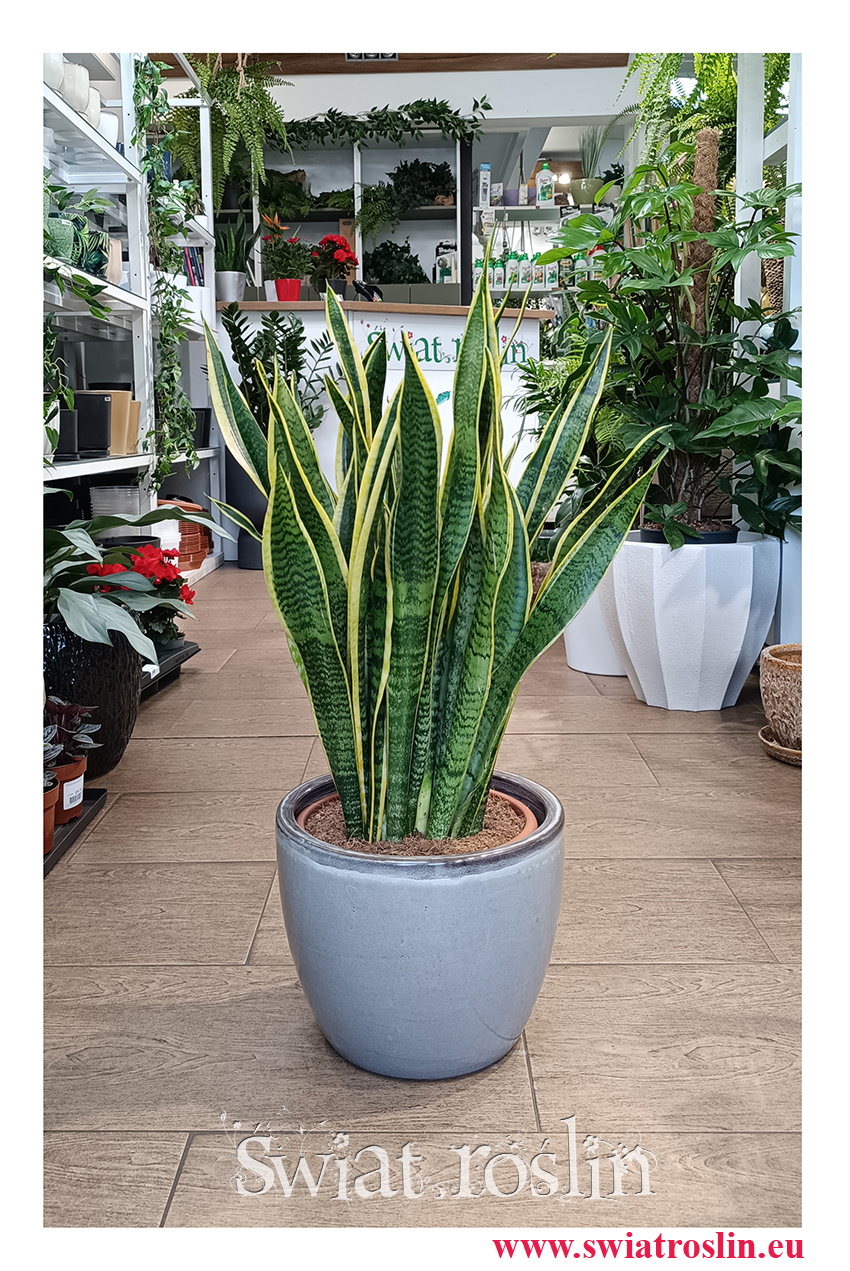 Duża Sansewieria Laurentii roślina z insta łatwa w uprawie z wysyłką do domu lub do biura do kawiarni i restauracji, Sansevieria Laurentii oczyszczająca powietrze