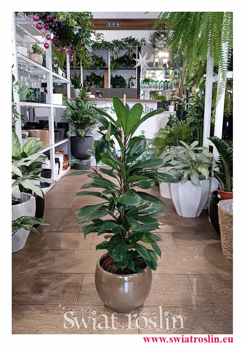 Fikus Cyathistipula, Ficus Cyathistipula, Figowiec Cyathistipula duża roślina doniczkowe oczyszczająca powietrze do kupienia online z dostawą