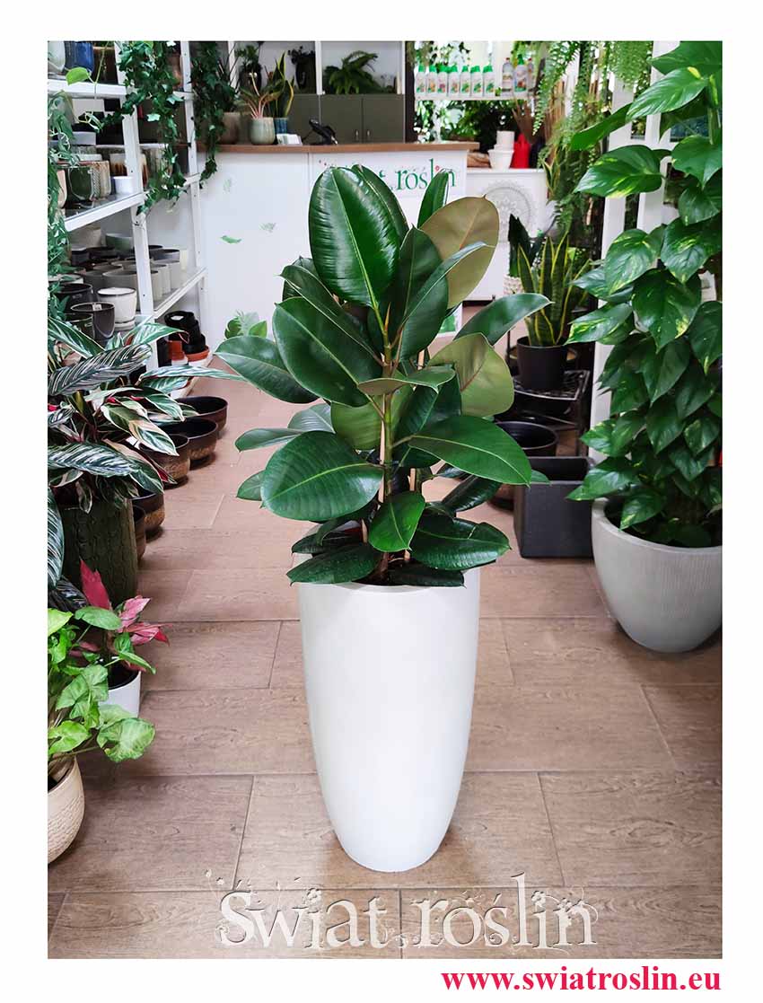 Fikus sprężysty Robusta, Figowiec sprężysty Robusta, Ficus elastica Robusta mony fikus z insta sklep online