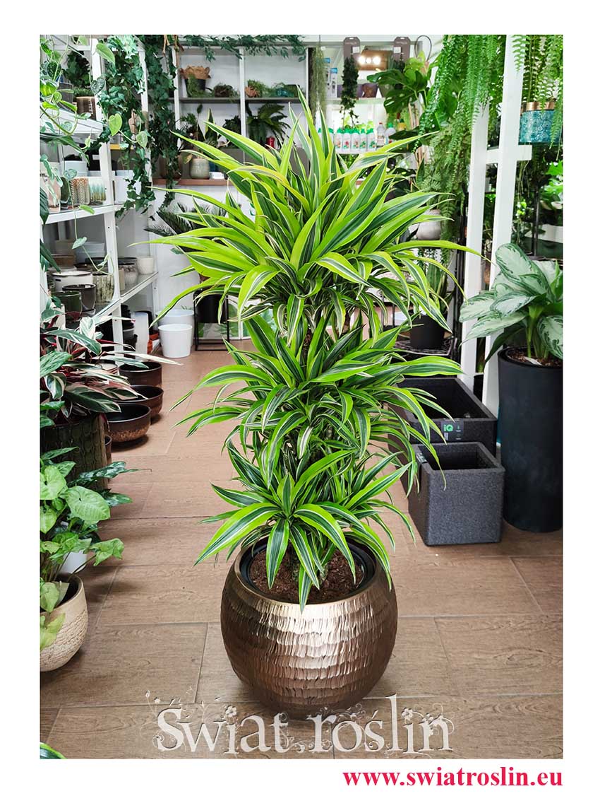 Gęsta Dracaena Deremensis Lemon Lime roślina z insta sklep, Wielka Dracena Deremeńska Lemon Lime