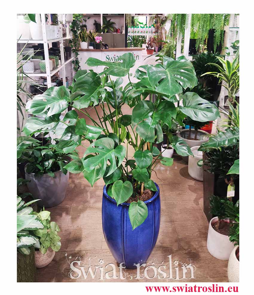 Monstera deliciosa, sklep z roslinami doniczkowymi w Krakowie, monstera dziurawa wysyłka, duża monstera sklep