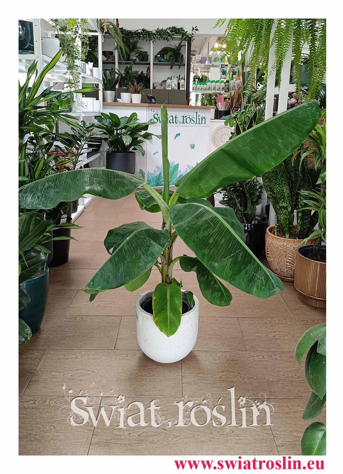 Musa Dwarf Cavendishii, Bananowiec Karłowaty, Bananowiec Karłowy do biura do firmy do salonu do światła