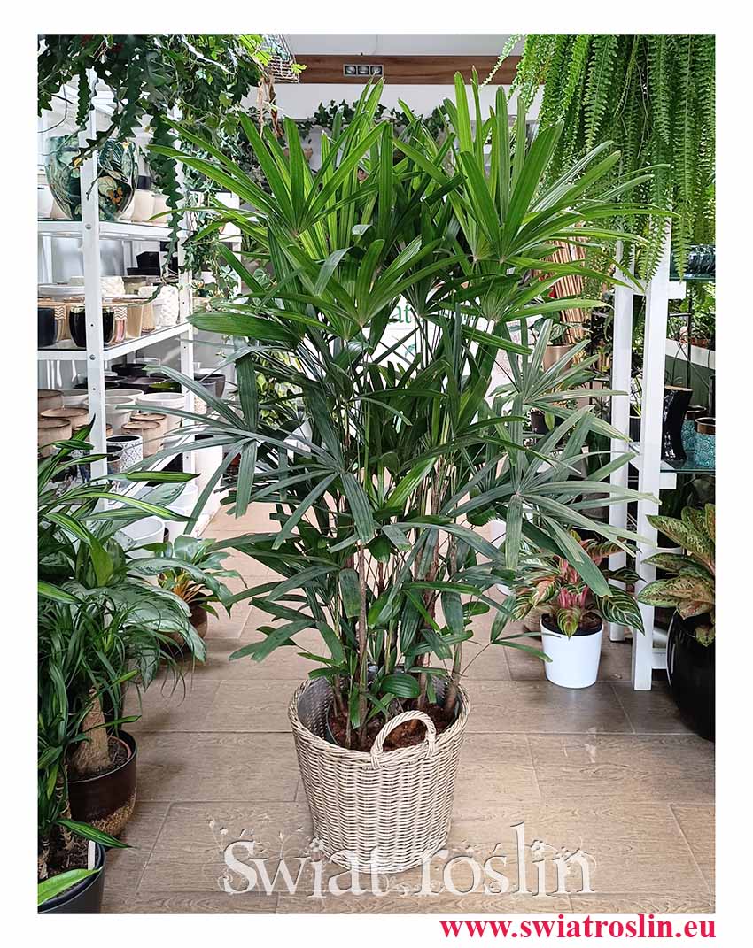 Palma Biczowa, Rapis Wyniosły, Rhapis Excelsa łatwa w uprawie palma do biura do firmy do domu z wysyłką online