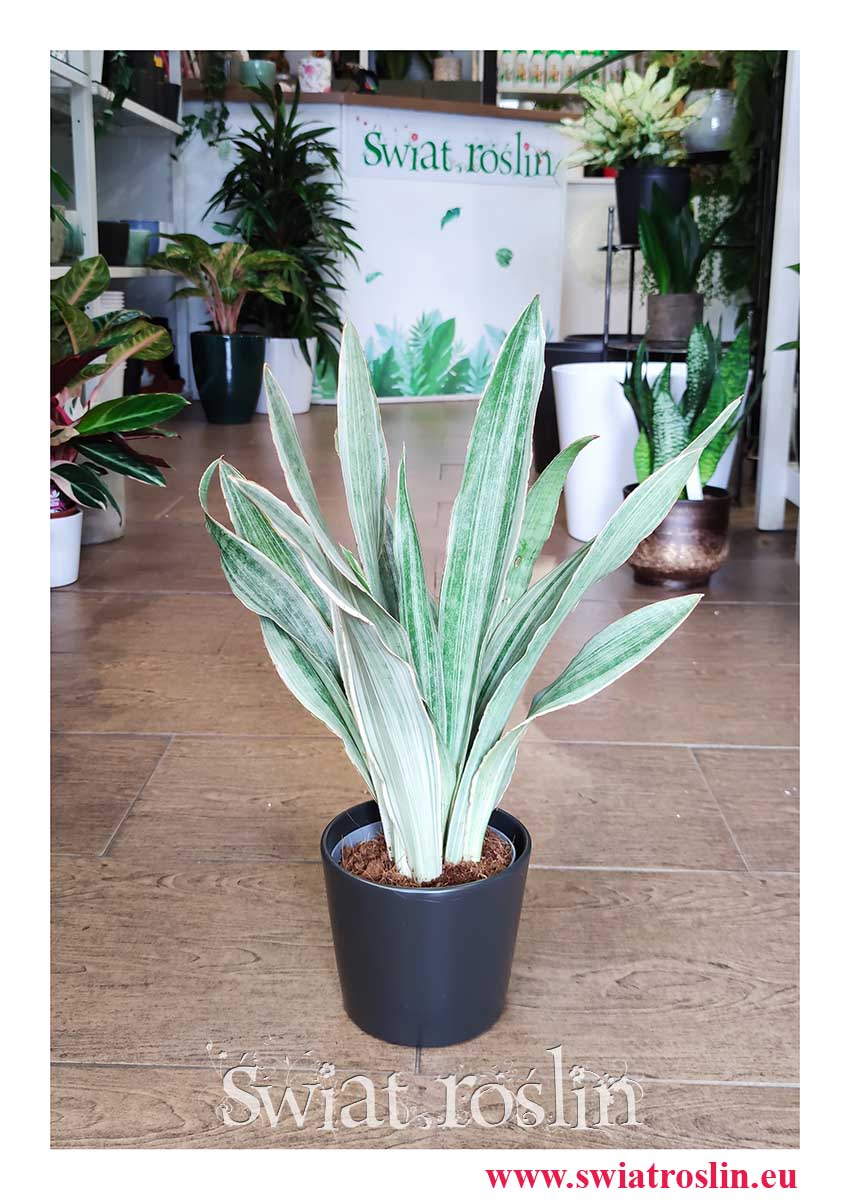 Sansevieria Metallica modna roslina z insta do mieszkania do biura do sklepu do salonu sklep wysyłka, Sansewieria Metallica