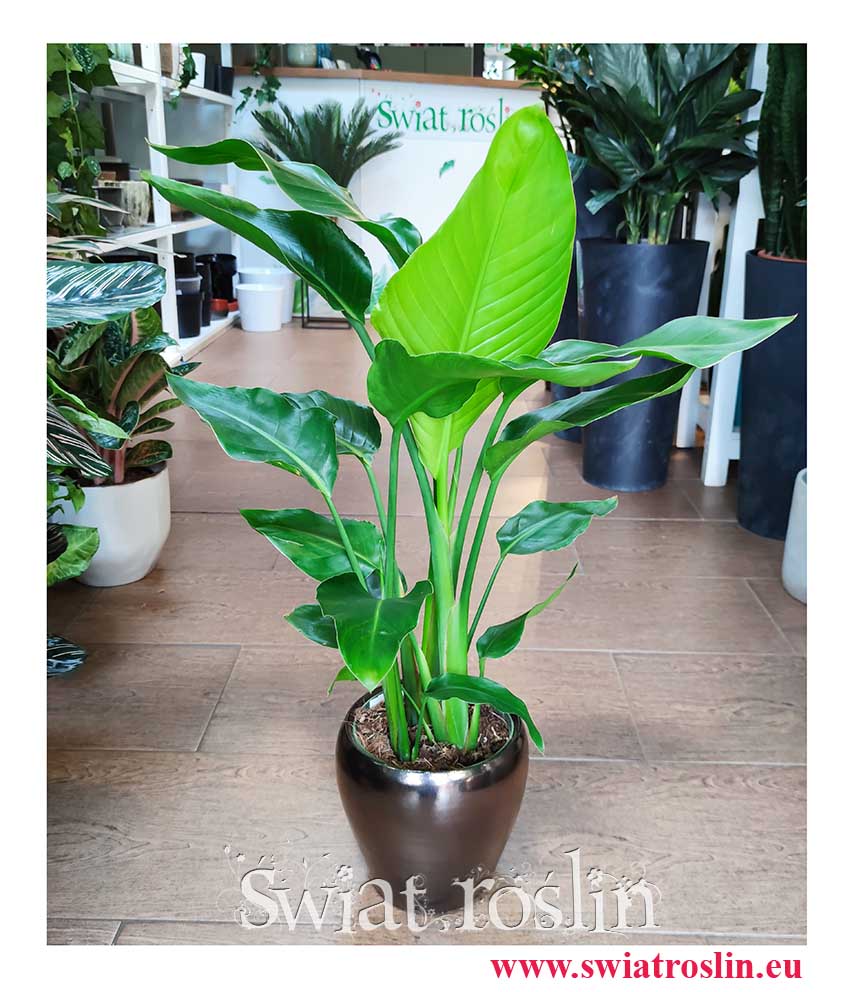 Strelicja Biała, Piękna Strelicja Nicolai wysyłka sprzedaż, Strelitzia Nicolai,