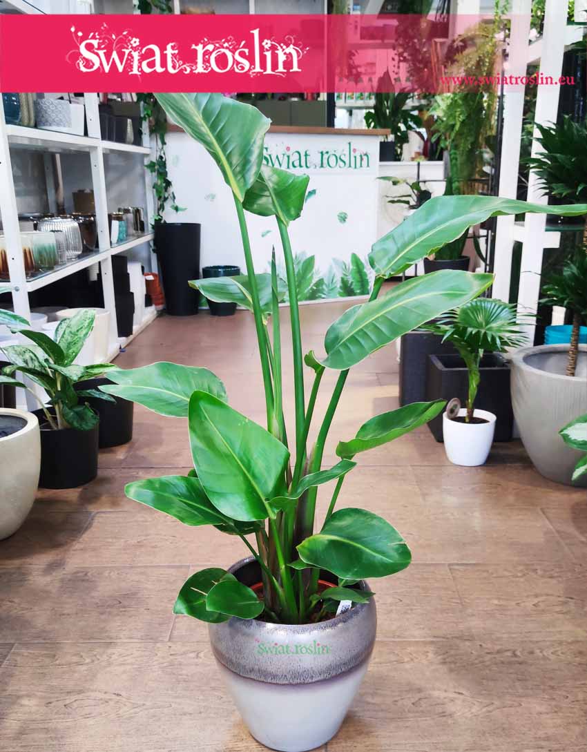 Strelicja Nicolai sklep w Krakowie, Strelitzia Nicolai, Strelicja Biała