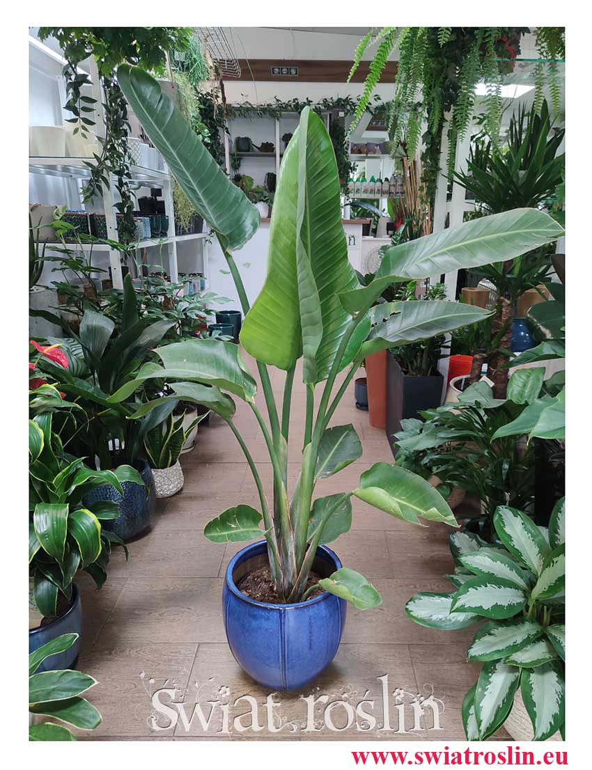 Strelitzia Nicolai, Strelicja Nicolai, Strelicja Biała, rośliny modne rośliny doniczkowe sklep, rośliny z insta