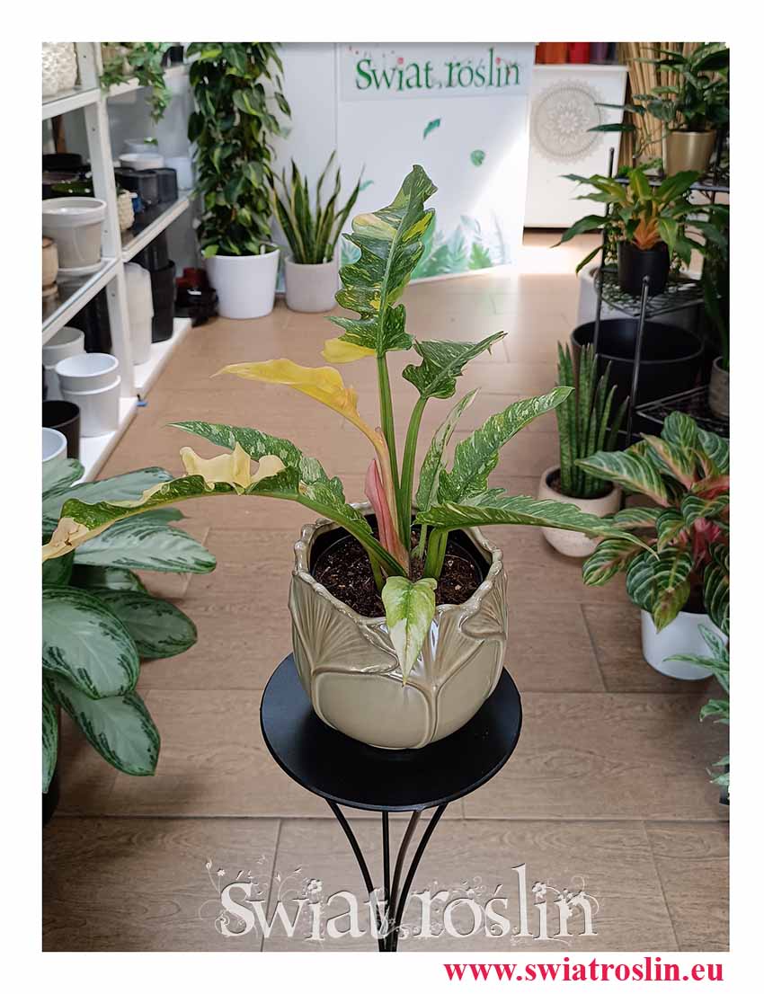 kolekcjonerski Filodendron Ring of Fire do kupienia w sklepie interentowym online z dostawą, Philodendron Ring of Fire