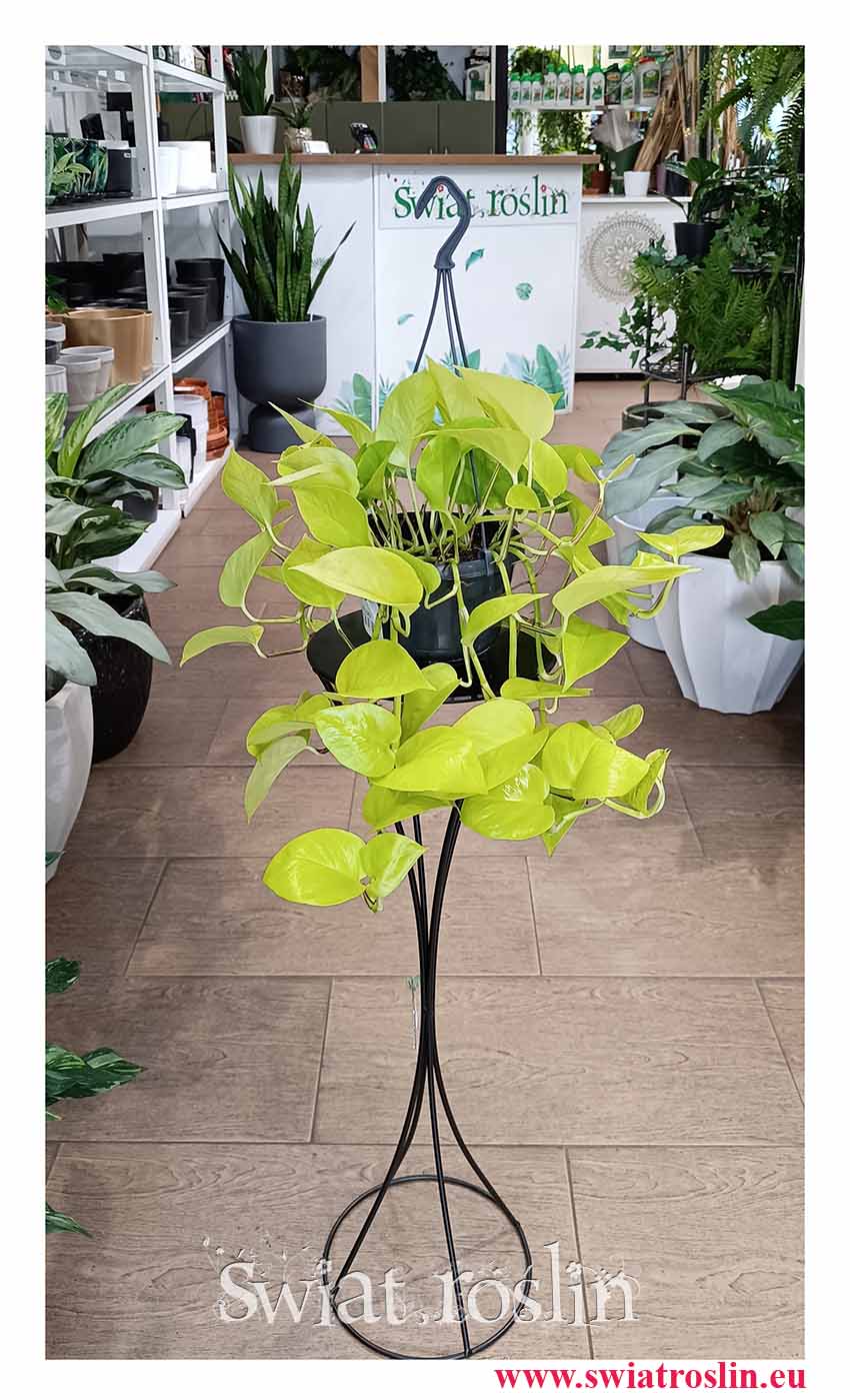 oczyszczające powietrze Epipremnum Golden Pothos do biura do firmy na parapet do mieszkania kup z dostawą, Epipremnum Neon.