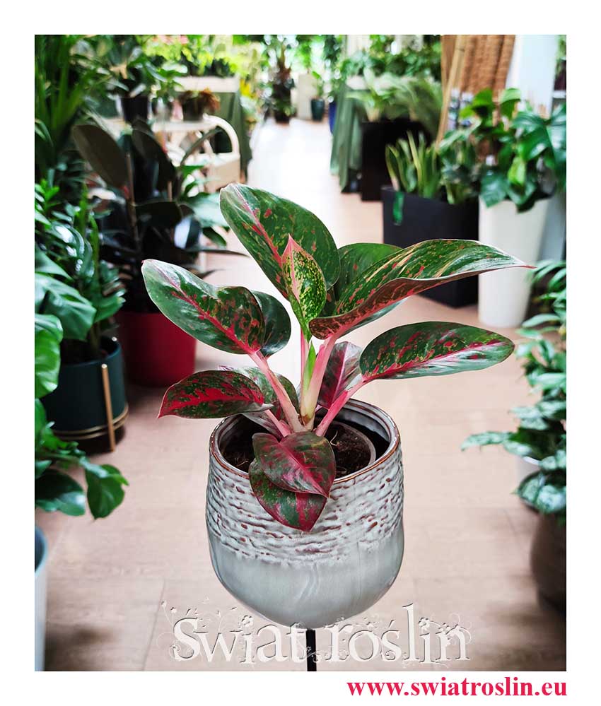 Aglaonema Dark Star rolślina kolekcjonerska Kraków sklep wysyłka online, Aglonema Dark Star