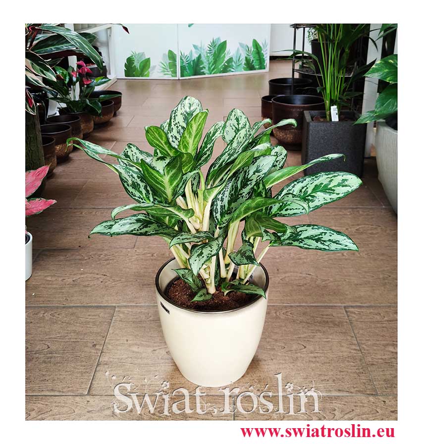 Aglaonema Laurel Green, Aglonema Laurel Green popularne modne rosliny z instag sklep online w Krakowie