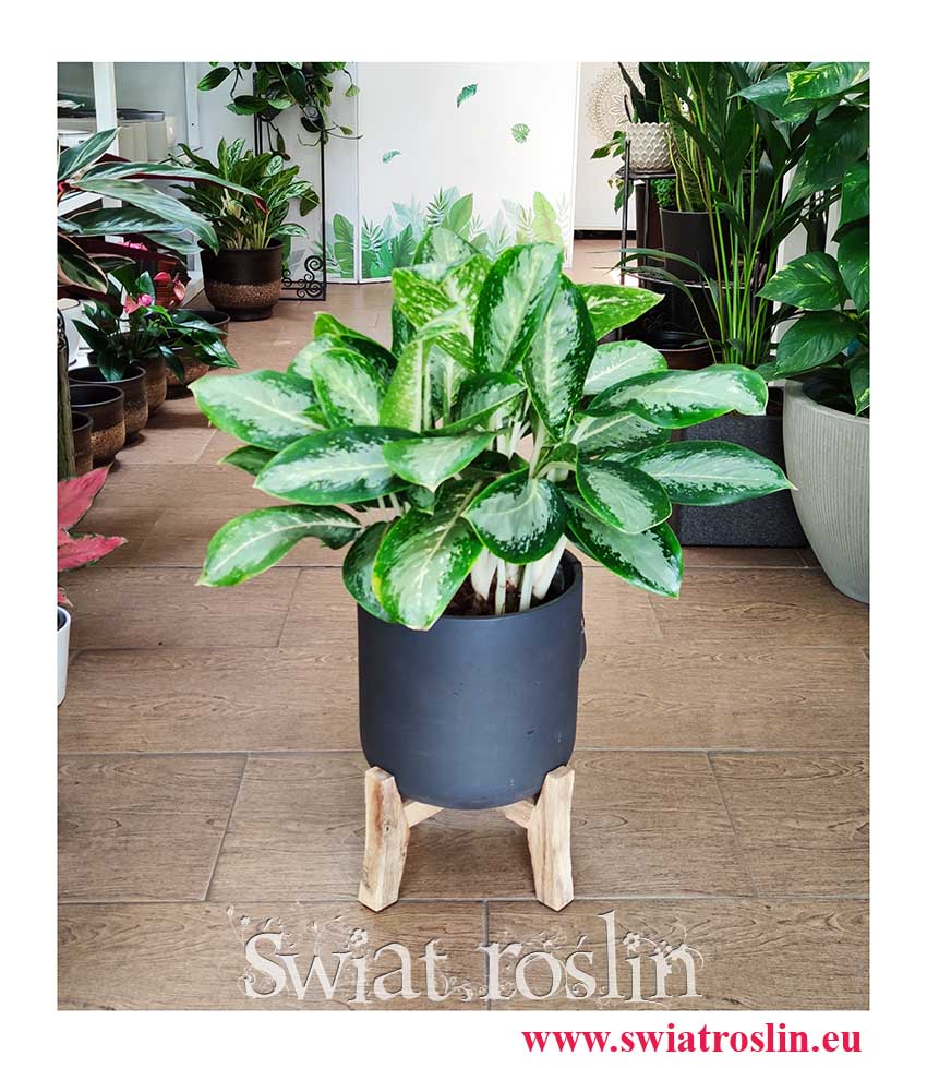 Aglaonema Milky Way, Aglonema Milky Way rosliny z instagrama modne sklep wysyłka roślin
