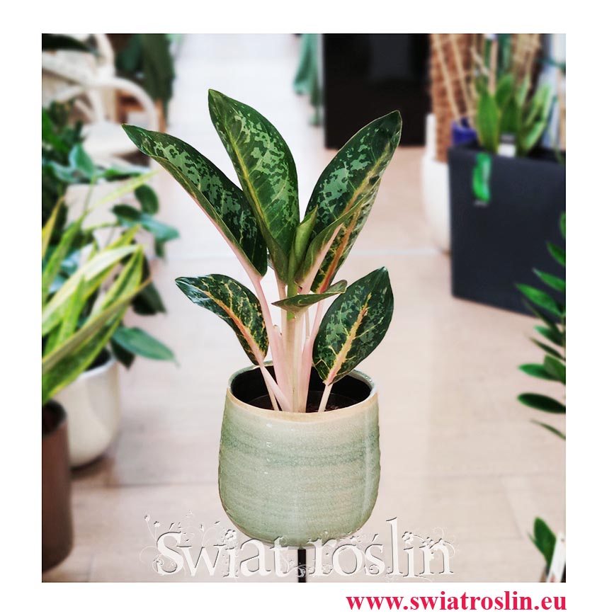 Aglaonema Orange Flame, Aglonema Orange Flame sklep z modnymi roślinami wysyłka online