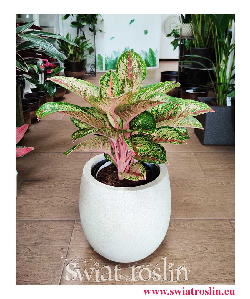 Aglaonema Painted Celebration, Aglonema Painted Celebration roslina z instagrama sklep wysyłka online