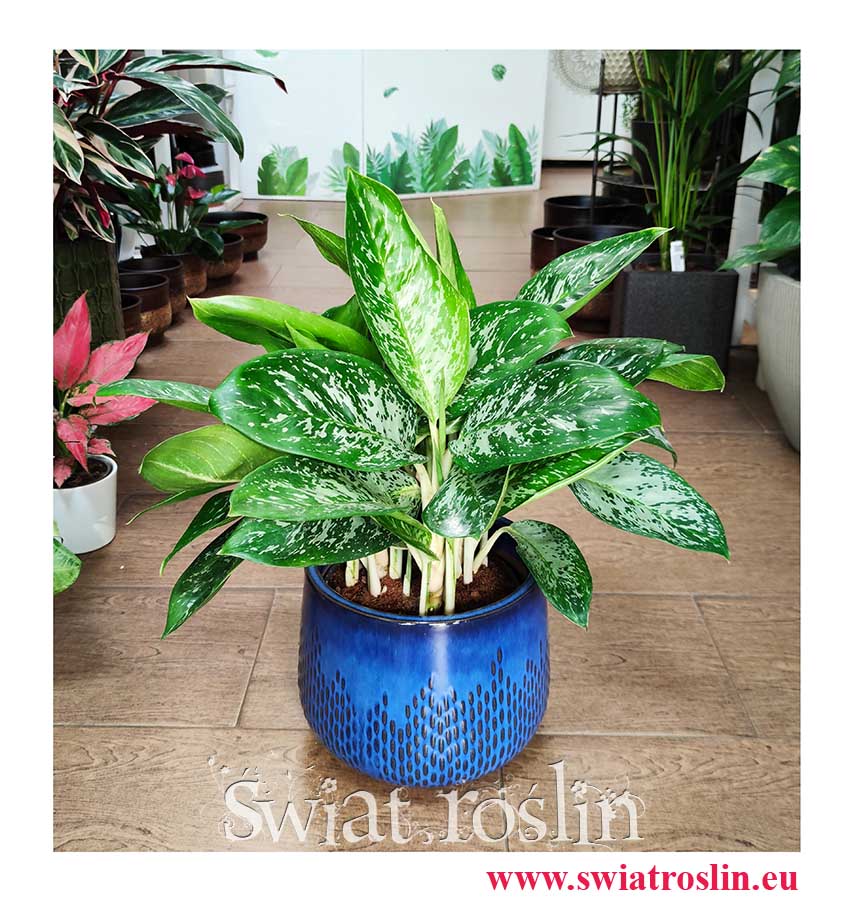 Aglaonema Pearl, Aglaonema Pearl popularna modna roślina z instagram wysyłka